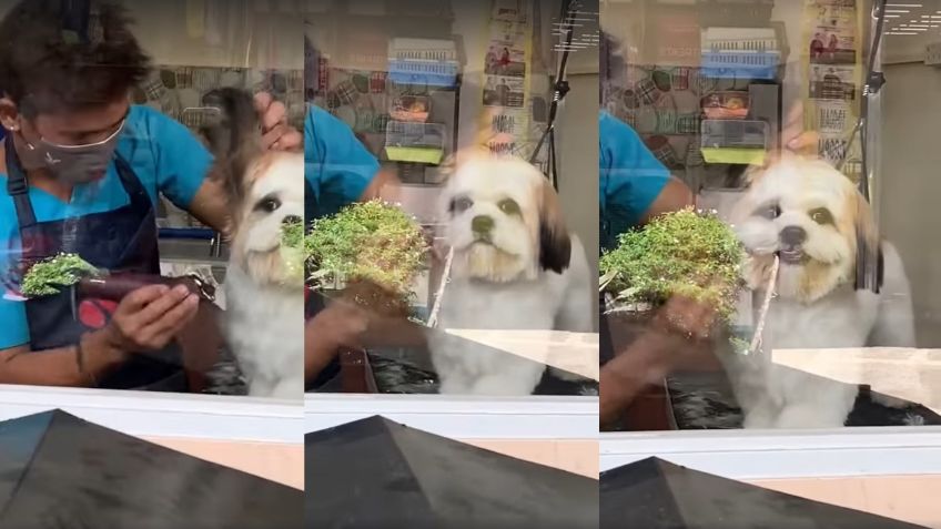 VIDEO VIRAL: ¡Eso sí enamora! Perrito se hace viral por sonreírle a su dueña mientras recibe baño y corte