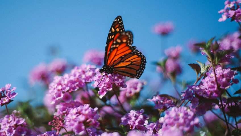 Mariposa Monarca: 5 destinos increíbles para verlas cerca de la CDMX