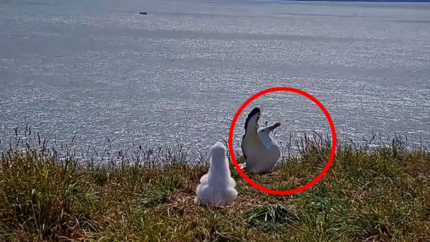 Albatros Real aterriza de una forma inusual y clava su pico en la tierra: VIDEO