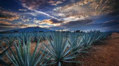 AMLO se compromete a frenar la creación de nuevo Consejo Regulador del Tequila, asegura Enrique Alfaro