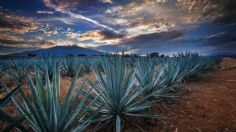 Empresarios del agave y tequila crean marca que designa a la bebida como amable con el medio ambiente