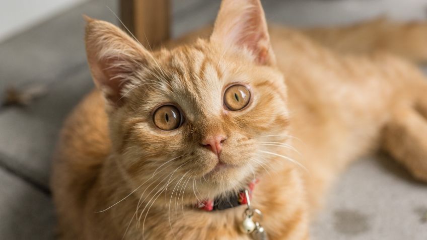 Si tu gato ya está gordito, este ejercicio y alimentación lo pondrán en forma