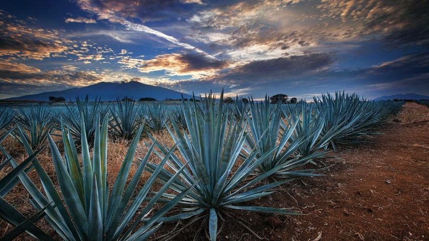 Empresarios del agave y tequila crean marca que designa a la bebida como amable con el medio ambiente