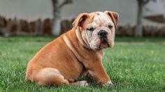 ¿Por qué los bulldogs son de los perros más costosos?