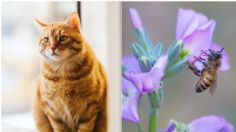 Gatos: ¿Qué hago si le pica una abeja? Así debes actuar en caso de emergencia