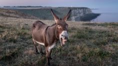 Crean papel ecológico... ¡Con estiércol de burros!