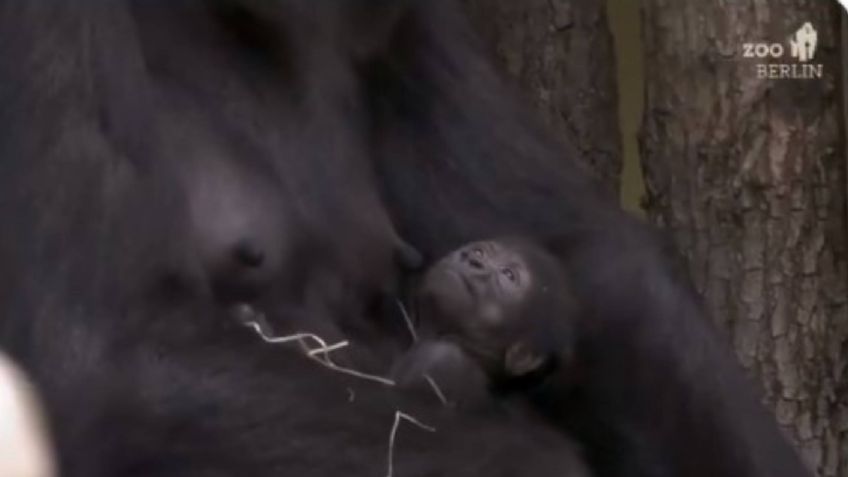 VIDEO: Conoce a Tilla, el primer nacimiento de gorila gigante en los últimos 16 años