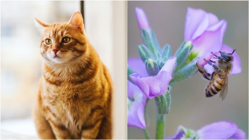 Gatos: ¿Qué hago si le pica una abeja? Así debes actuar en caso de emergencia