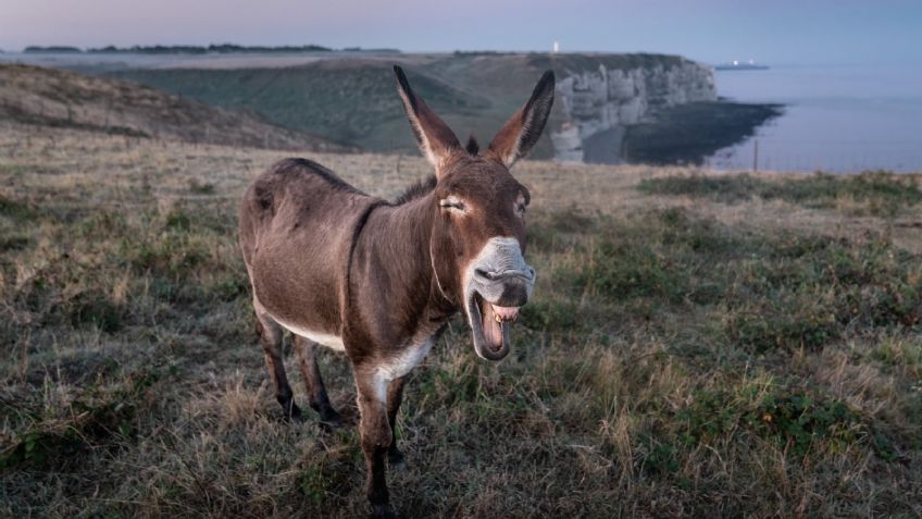 Crean papel ecológico... ¡Con estiércol de burros!