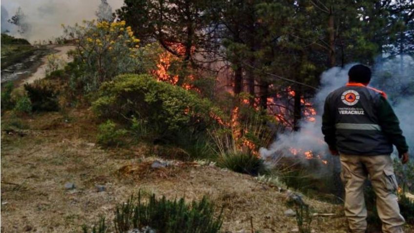 Se incendian más de 100 hectáreas de bosque en Veracruz