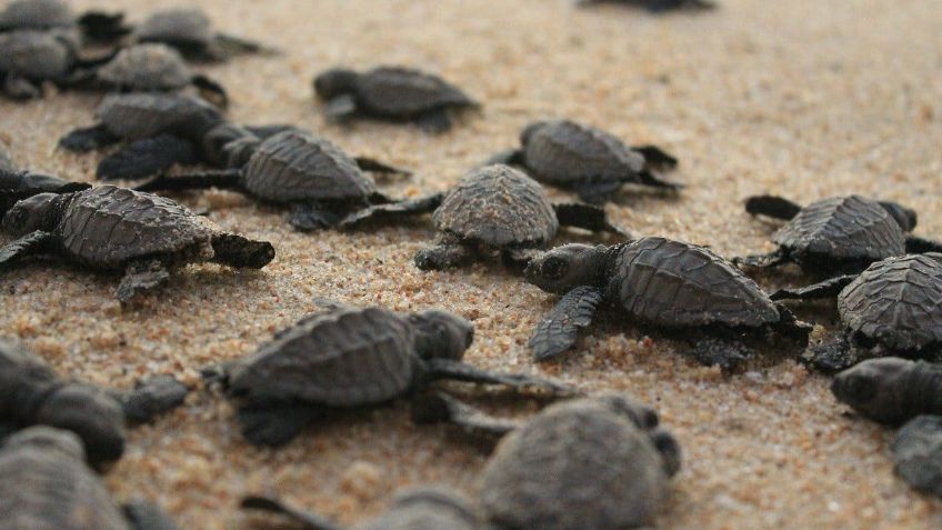 ¿Cuáles son las mejores playas de México para ver tortugas marinas?