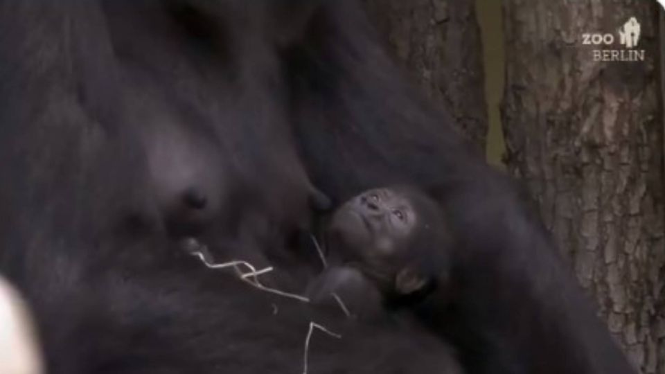 El zoológico de Berlín le ha dado la bienvenida a un nuevo integrante de la familia.