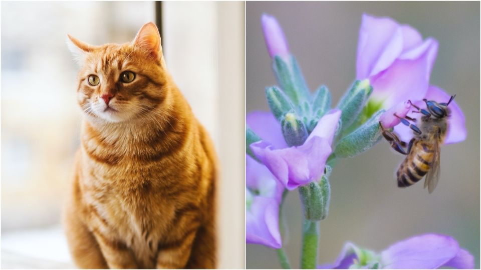 Los especialistas indican que no debes administrar a tu mascota ningún medicamento. Foto: Pexels