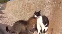 VIDEO VIRAL: Gatos protagonizan ÉPICA PELEA a muerte al borde del agua