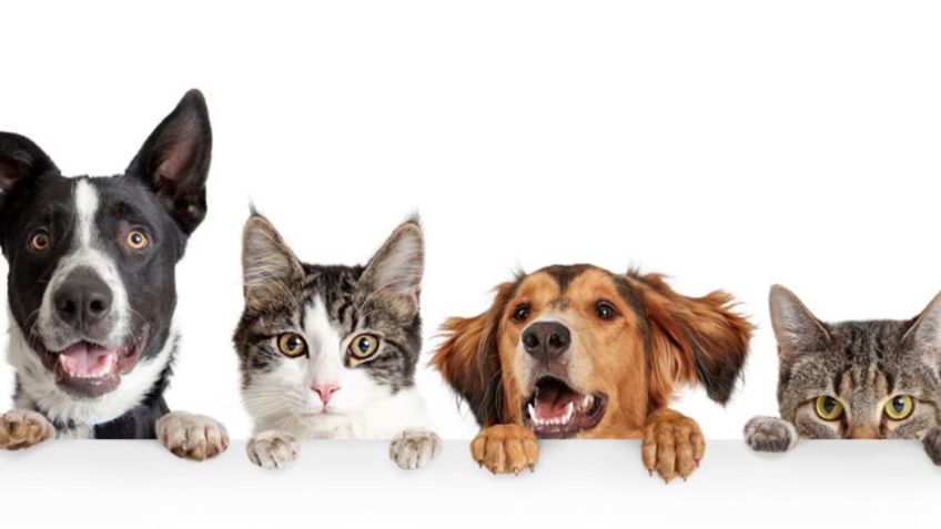 Mascotas: ¿Por qué las razas de perros se ven diferentes y en los gatos no?