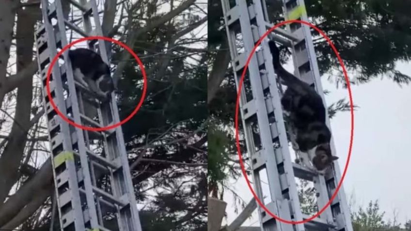 Video Viral: Bomberos acuden a rescatar a un gatito y él baja solo