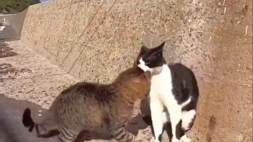 VIDEO VIRAL: Gatos protagonizan ÉPICA PELEA a muerte al borde del agua