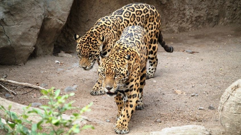 Liberan a dos crías de jaguar en Quintana Roo; las rescataron en Calakmul: FOTOS