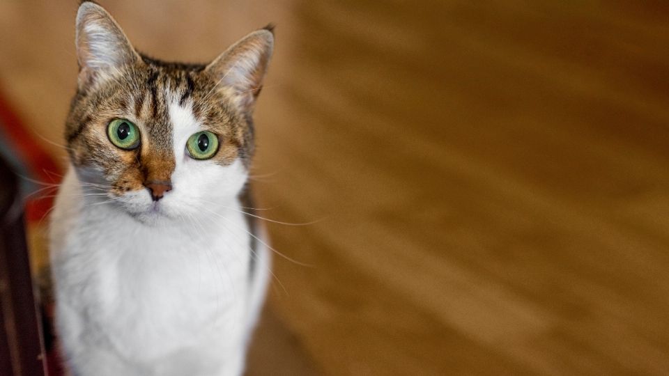 Pueden ser grandes compañeros, pero ¿son mejores los gatos hembra o macho? Foto: Especial