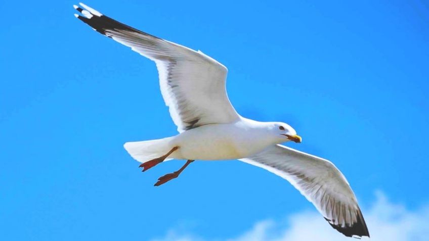 VIDEO VIRAL: ¡Que miedo! Tiktoker atrapa a gaviota que le quería robar su hamburguesa en pleno vuelo