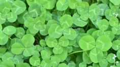 St. Patrick's Day: ¿Cuándo se celebra el DÍA DE SAN PATRICIO 2021 y que TRADICIÓN tiene?