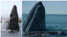 Grupo de ballenas grises rodea bote en laguna de BCS: VIDEO