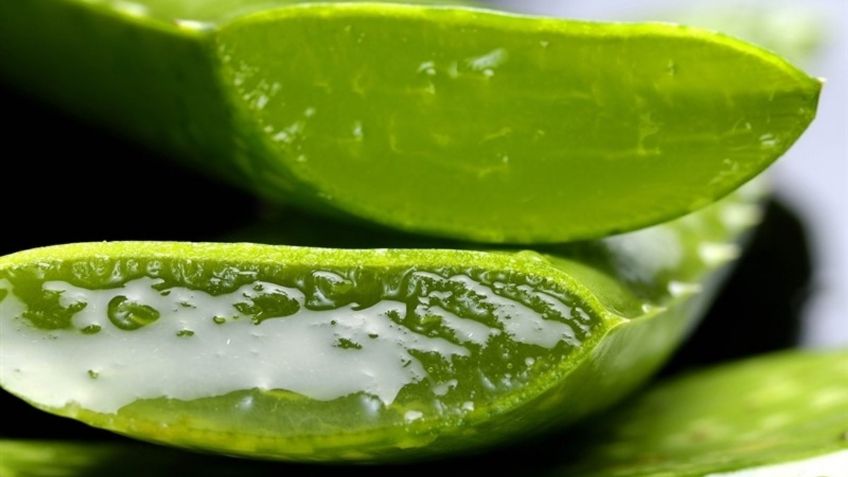 Conoce las propiedades y beneficios del aloe vera; tu cuerpo lo agradecerá