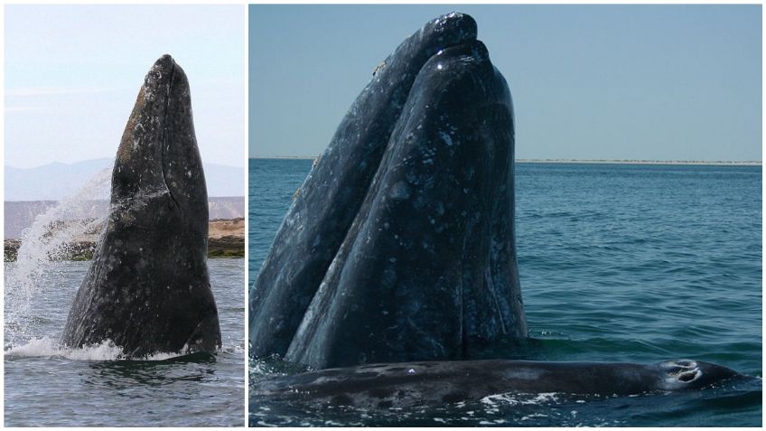 Grupo de ballenas grises rodea bote en laguna de BCS: VIDEO