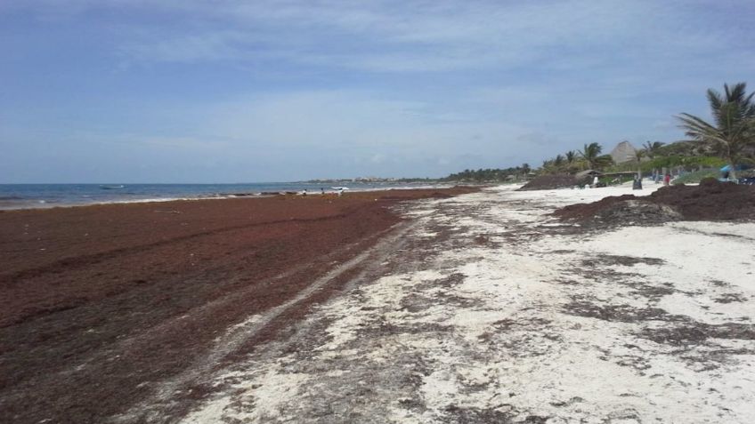 Caribe mexicano se prepara para llegada de sargazo, ¿qué es y cómo afecta las playas?