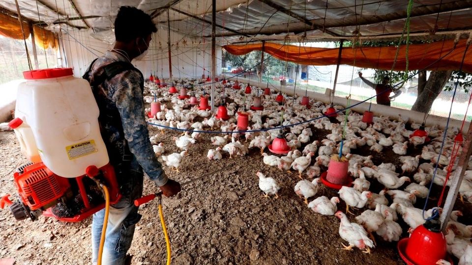 Los contagiados eran trabajadores de una granja de aves de corral situada en la provincia rusa de Astracán. Foto: EFE