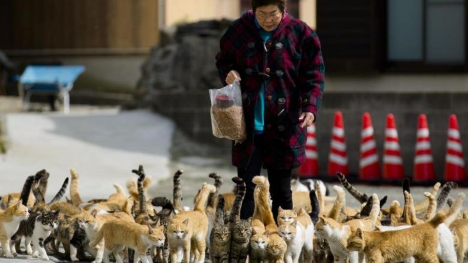 Aoshima es una isla en Japón que cuenta con más felinos que personas. Foto: Especial