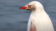 Extraño pingüino es captado en la Antártida; su condición es la sensación en redes sociales: VIDEO