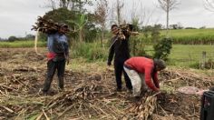 Endulzan dura jornada laboral durante la Zafra Veracruzana