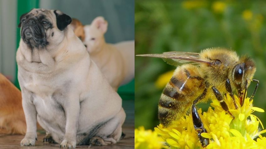 ¿En blanco y negro? UNAM revela cómo ven realmente los PERROS, las abejas y las aves