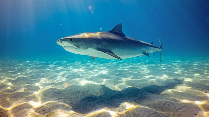 ¿Dónde nadar con tiburones en México?