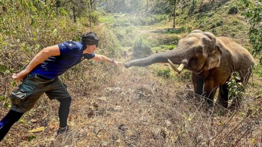 ¡Hermoso y conmovedor! 12 años después elefante reconoce a veterinario que le salvó la vida y lo saluda: FOTO