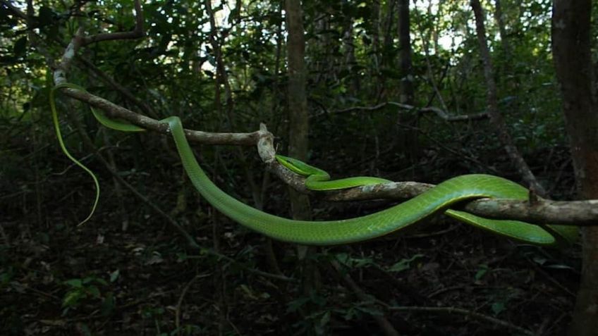 Difunden fotos de mítica serpiente bejuquera en la Selva Maya de Yucatán