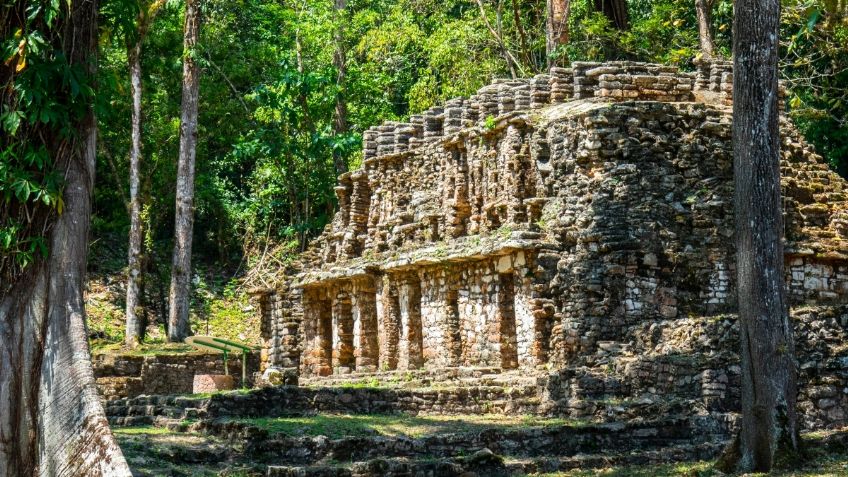 Mafias de China y Guatemala son las culpables de tala ilegal de bosques en el sur de México