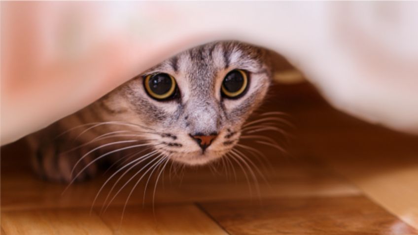 Gatos domésticos ayudan a SALUD FÍSICA y MENTAL de sus dueños, afirma estudio