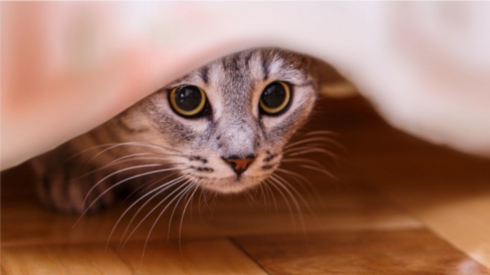 Gatos producen vínculos con humanos. Foto: Especial.