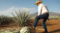 ¿Sabías que Tequila es una palabra de origen náhuatl? Conoce su significado