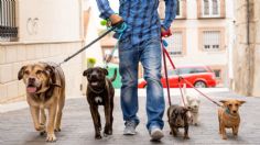 ¡Querrás dejar tu trabajo! Esta la cantidad en miles de pesos que gana un paseador de perros