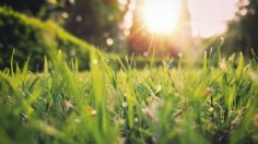 Conoce el Bosque de la Primavera, un destino rico en AGUAS TERMALES