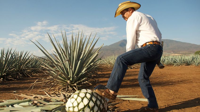 ¿Sabías que Tequila es una palabra de origen náhuatl? Conoce su significado