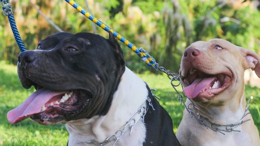 Niño de 3 años MUERE tras ataque de dos perros PITBULL; su madre quedó gravemente HERIDA