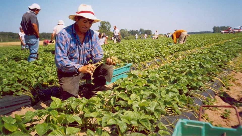 Jornaleros recibirán dosis de vacuna. Foto: EFE.