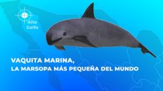 Ensenada: Hallan red de pesca prohibida en área de protección a la vaquita marina