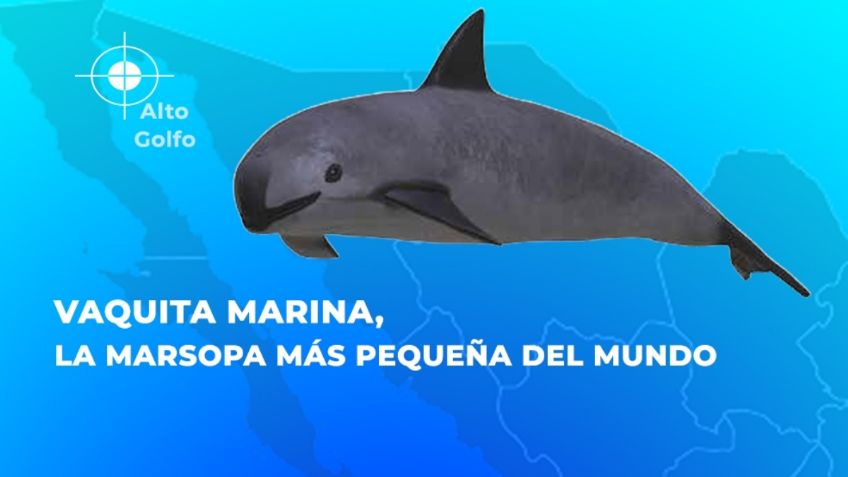 Ensenada: Hallan red de pesca prohibida en área de protección a la vaquita marina