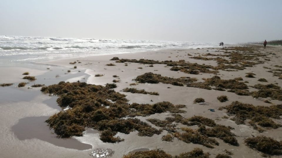 CUIDADO. La llegada del alga estuvo acompañada de medusas, por lo que le pidieron a la población no tocarlas. Foto: Carlos Juárez