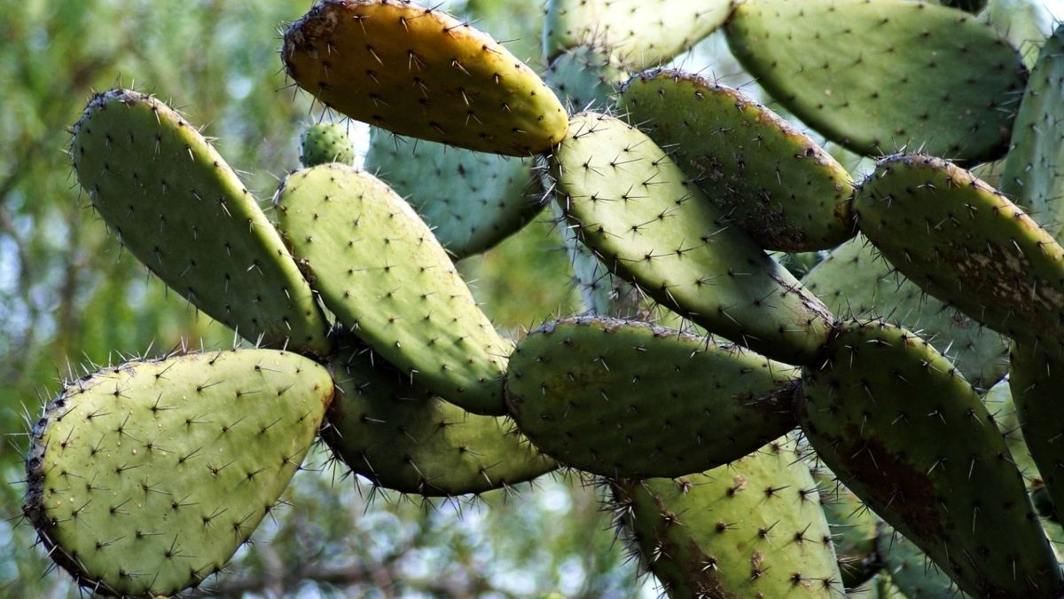 nopal mexicano - El Heraldo de México